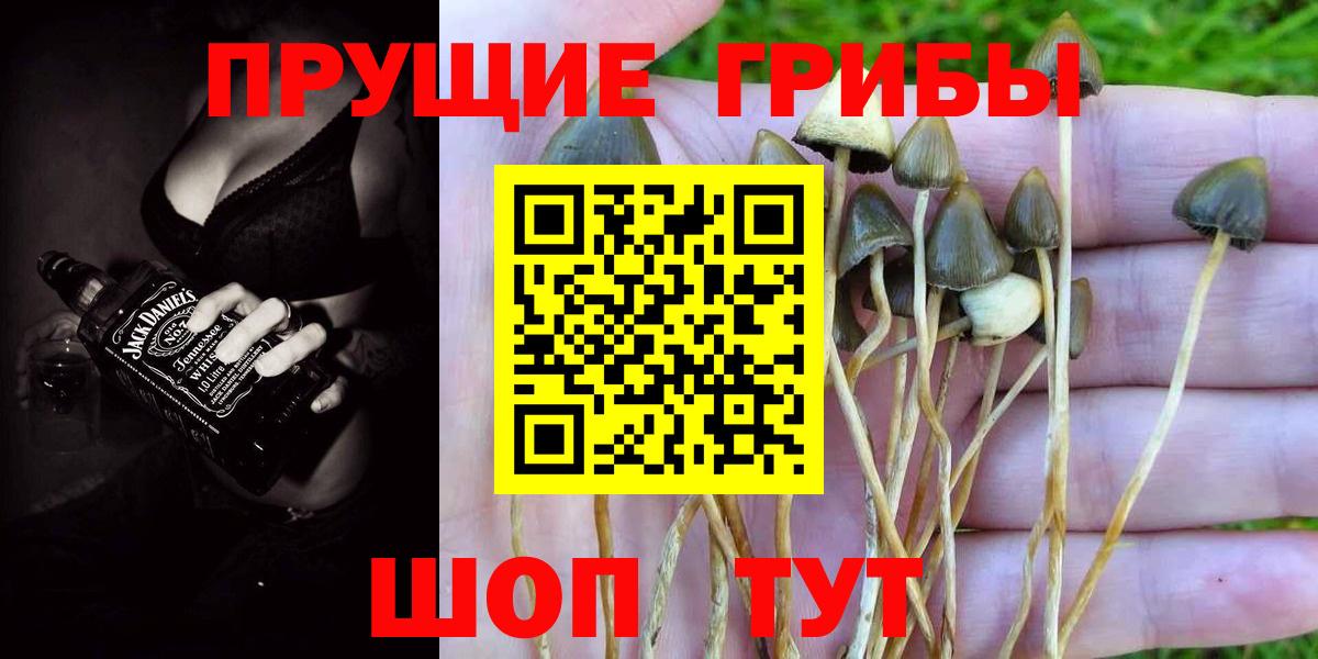 Острогожск  Псилоцибиновые грибы Cubensis  где можно купить   Вход с VPN 